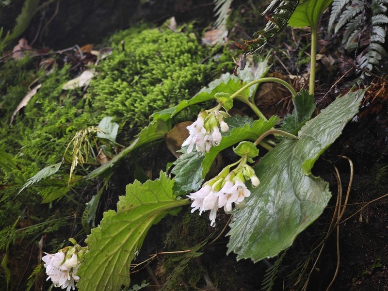 Palmatiboea salviiflora photo 4
