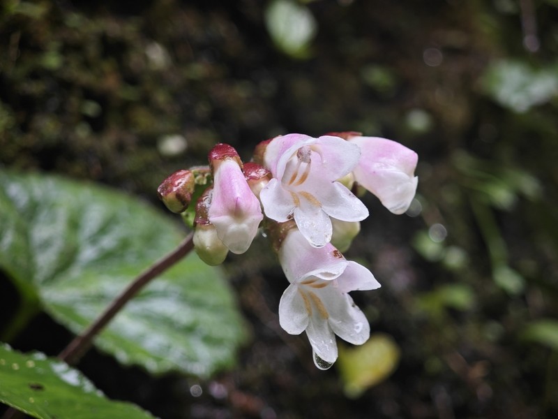 Palmatiboea salviiflora photo 5