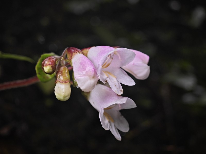 Palmatiboea salviiflora photo 6