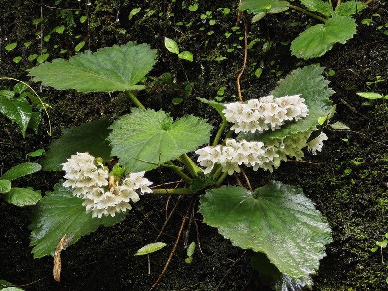 Palmatiboea salviiflora photo 7