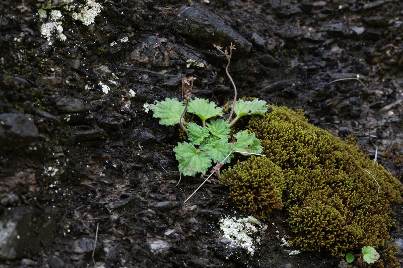Palmatiboea yinzhengii