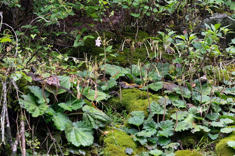 Palmatiboea yinzhengii photo 2
