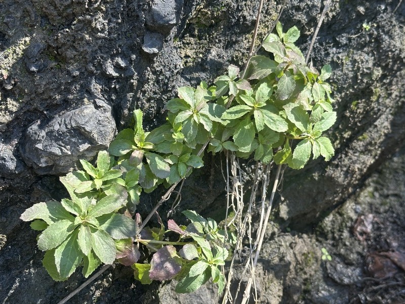 Dunn's Lobelia