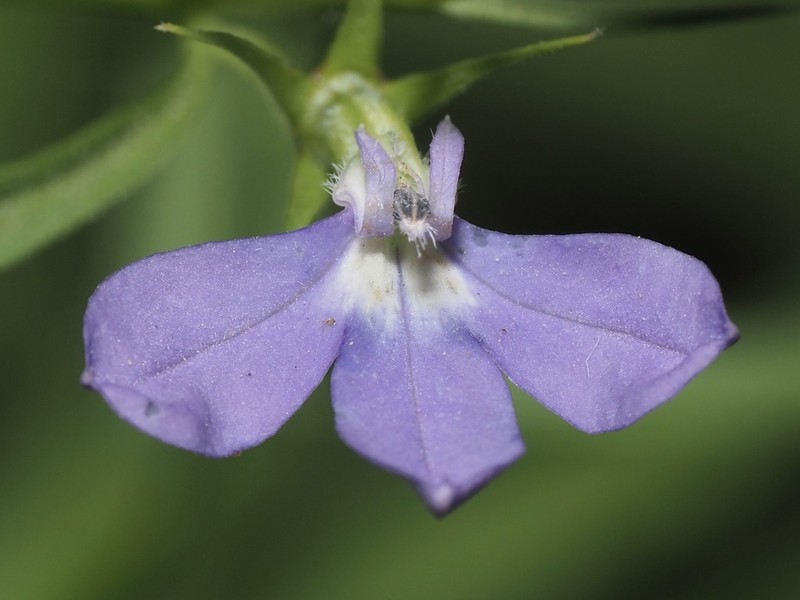 Dunn's Lobelia photo 2