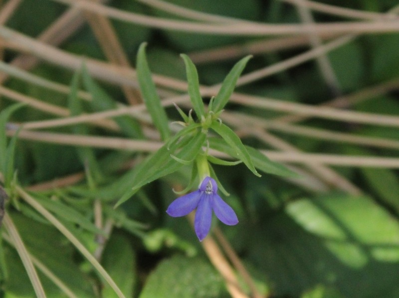 Dunn's Lobelia photo 3