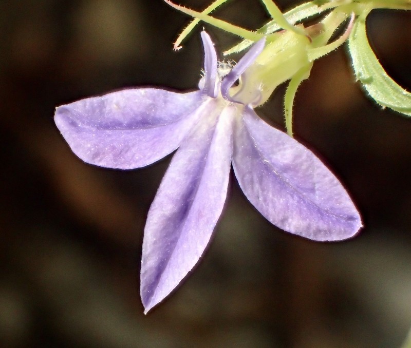 Dunn's Lobelia photo 4