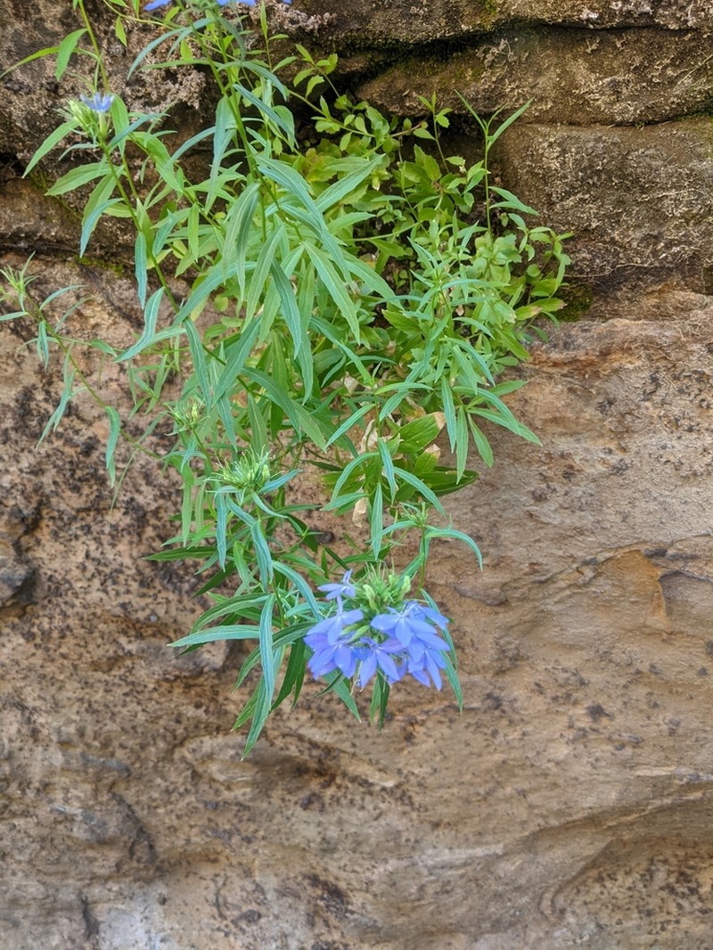 Dunn's Lobelia photo 5