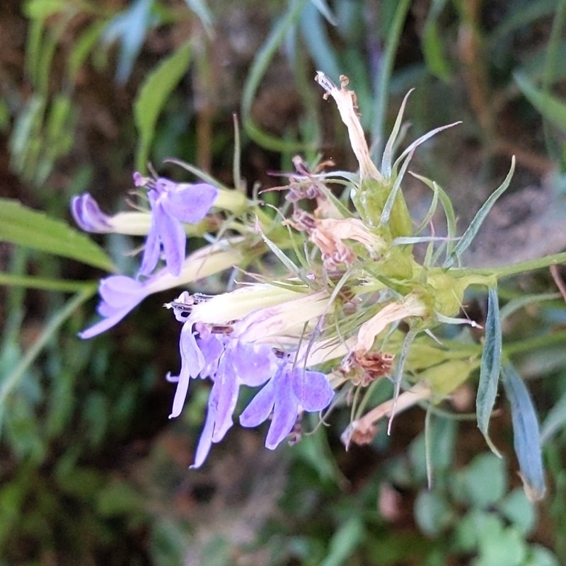 Dunn's Lobelia photo 6