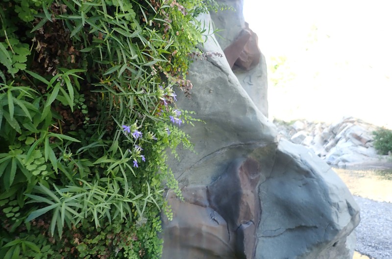Dunn's Lobelia photo 7