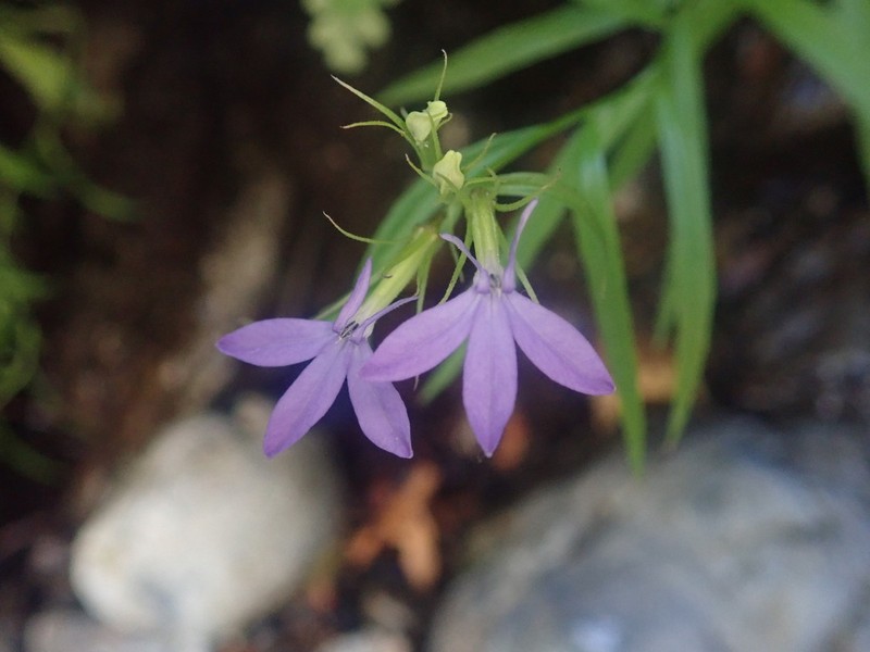 Dunn's Lobelia photo 8