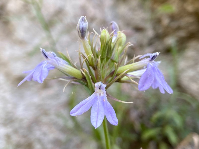 Palmerella debilis subsp. serrata