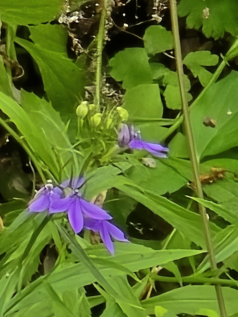 Palmerella debilis subsp. serrata photo 2