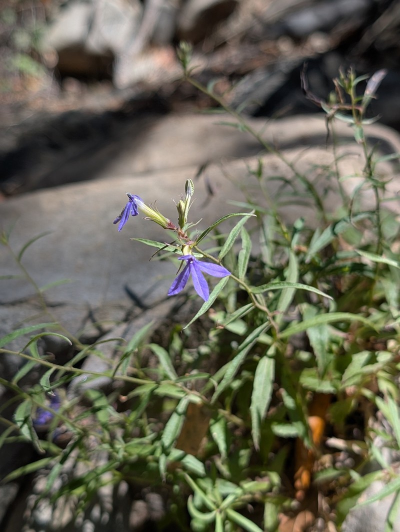 Palmerella debilis subsp. serrata photo 4
