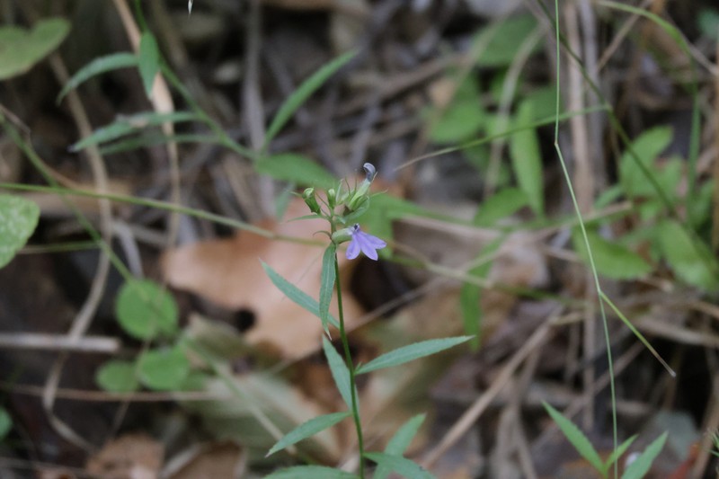 Palmerella debilis subsp. serrata photo 5