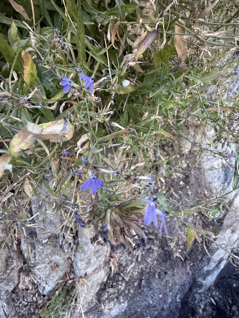 Palmerella debilis subsp. serrata photo 6
