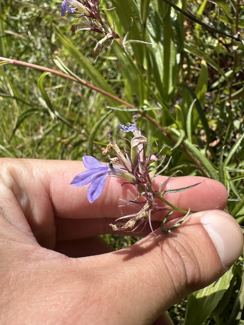 Palmerella debilis subsp. serrata photo 7