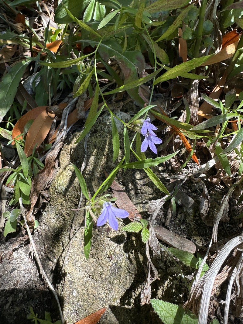 Palmerella debilis subsp. serrata photo 8