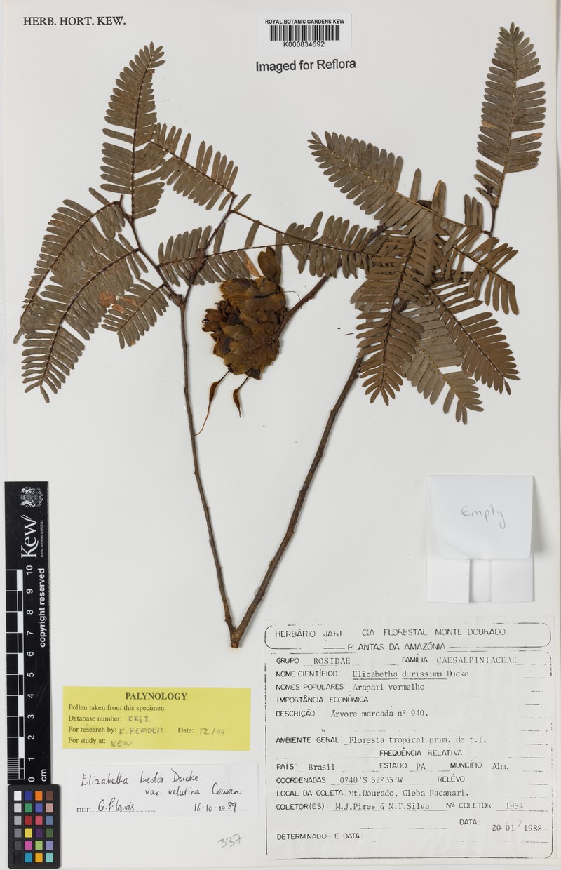Paloue bicolor var. velutina
