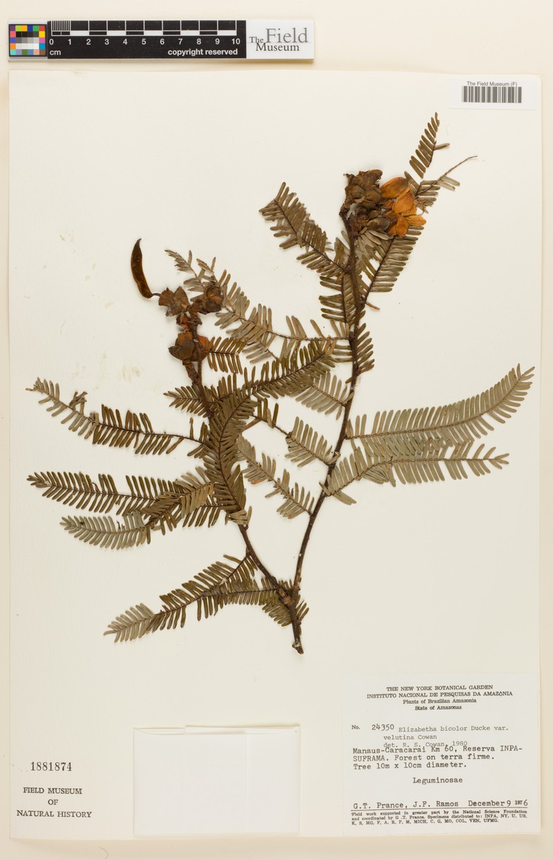 Paloue bicolor var. velutina photo 2