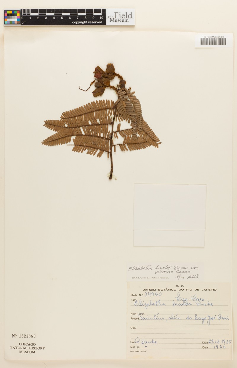 Paloue bicolor var. velutina photo 3