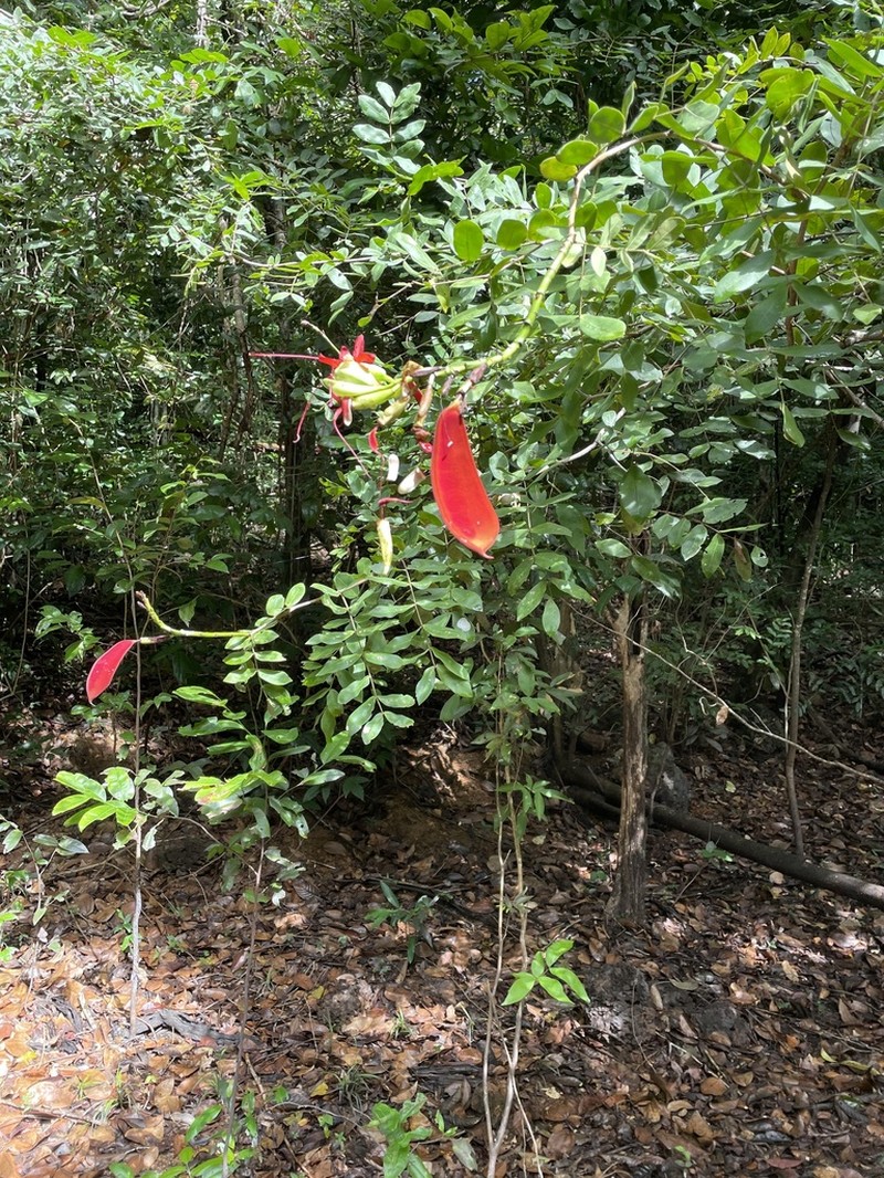 Paloue coccinea