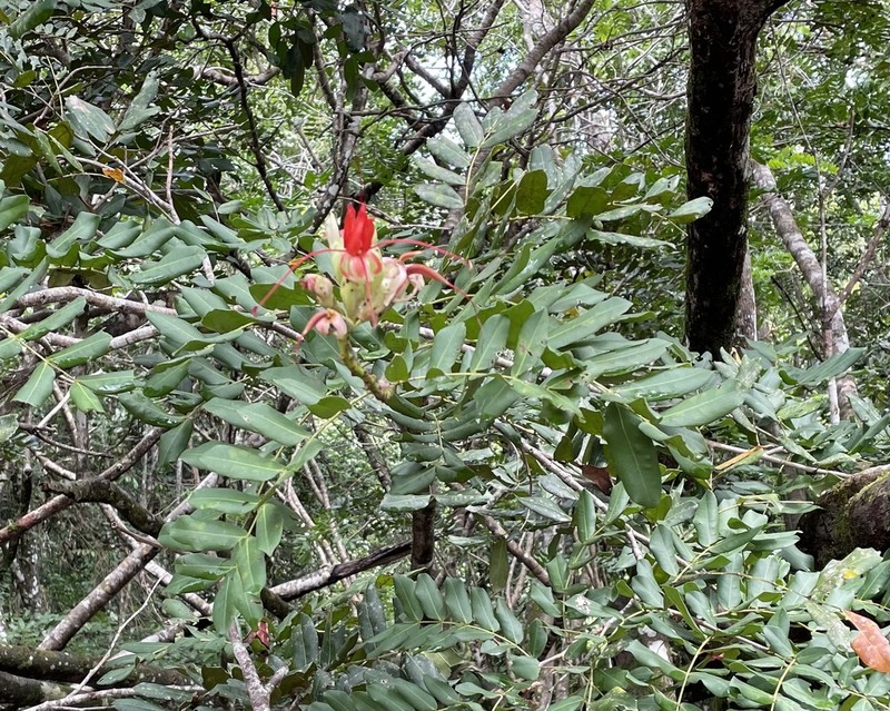 Paloue coccinea photo 2