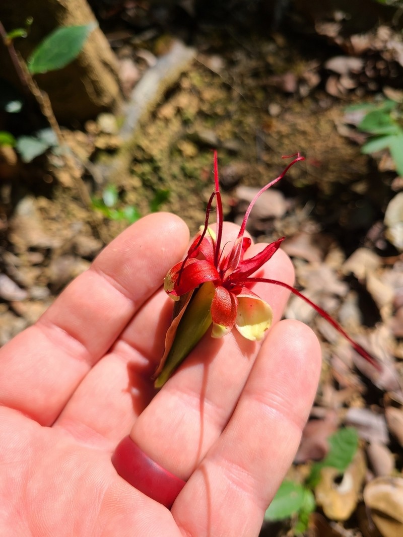 Paloue coccinea photo 6