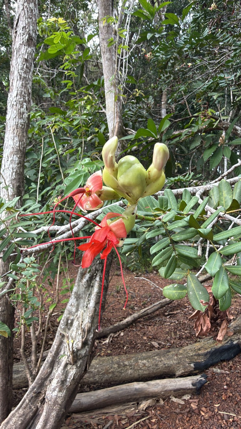 Paloue coccinea photo 7