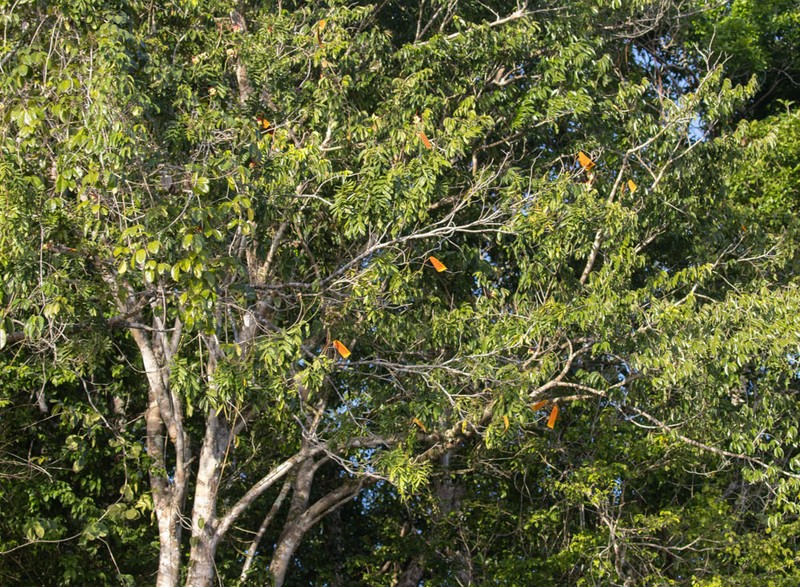 Paloue coccinea photo 8
