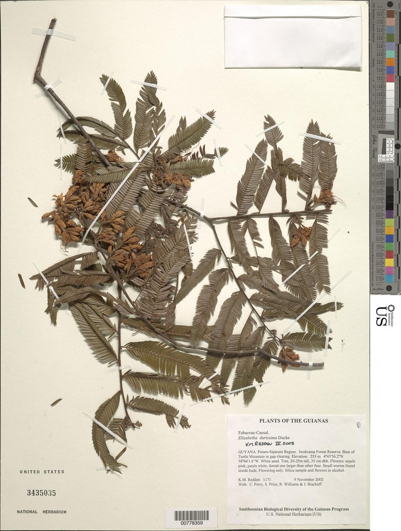 Paloue durissima