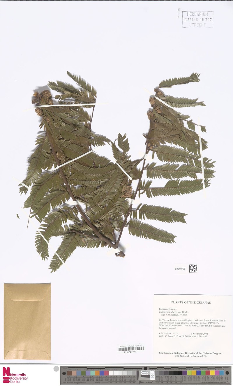 Paloue durissima photo 2