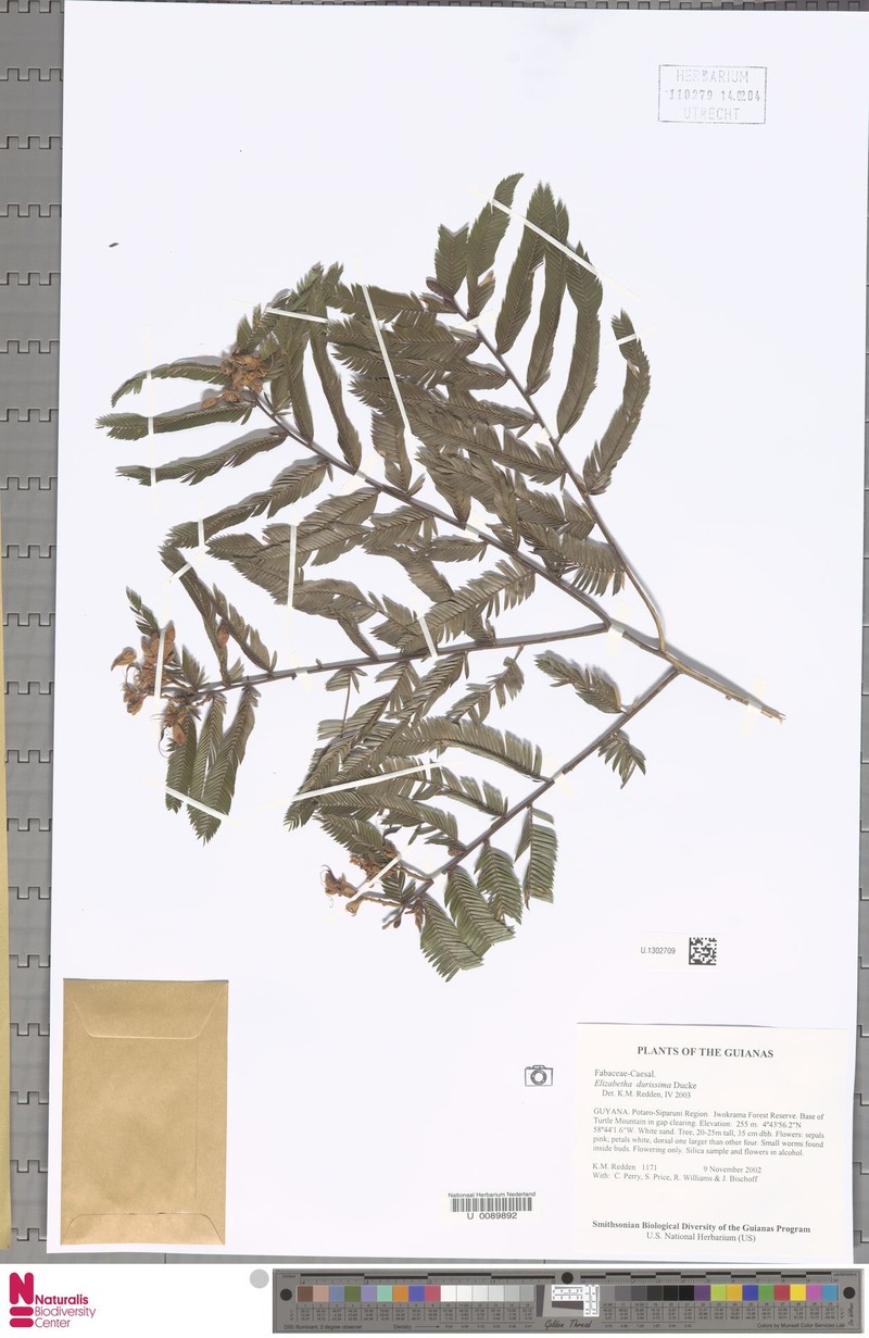 Paloue durissima photo 3