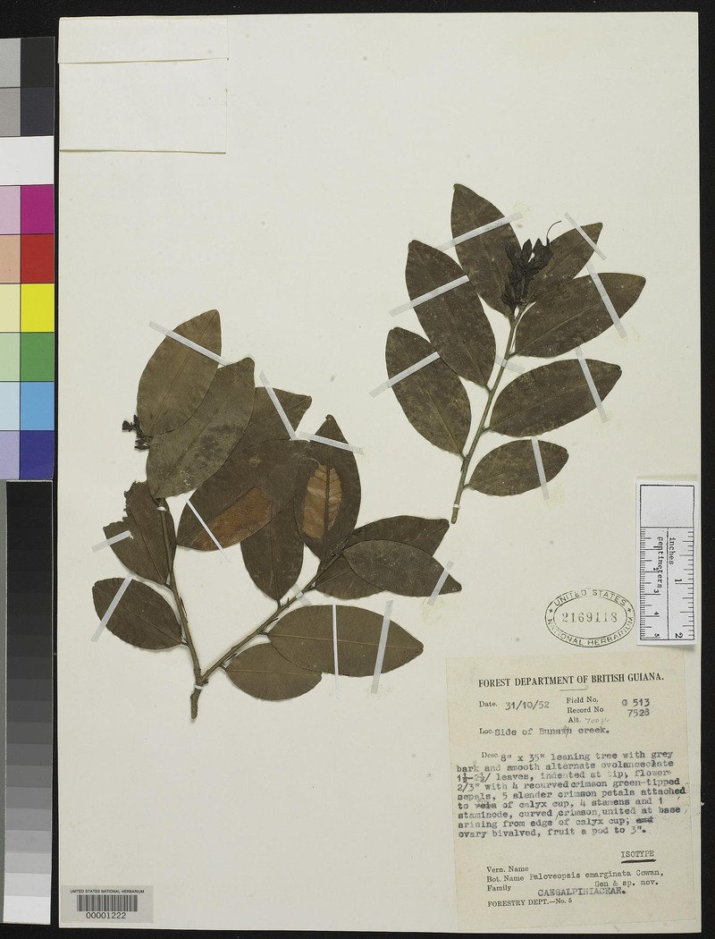 Paloue emarginata