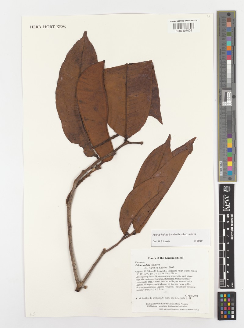 Paloue induta subsp. induta