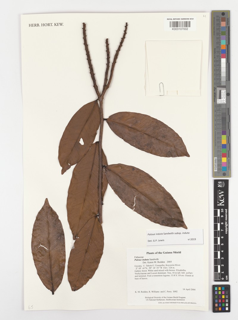 Paloue induta subsp. induta photo 2