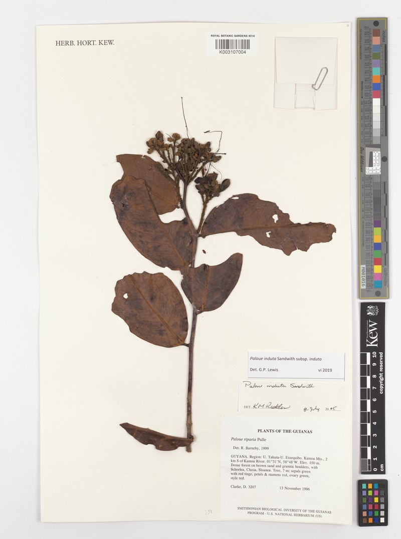Paloue induta subsp. induta photo 3