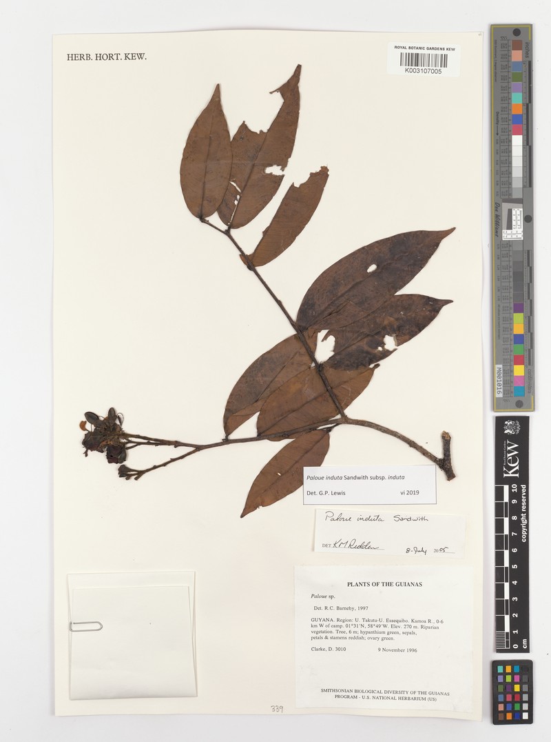 Paloue induta subsp. induta photo 4