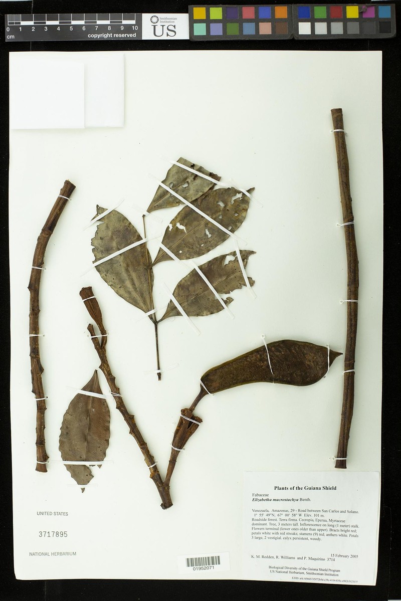 Paloue macrostachya