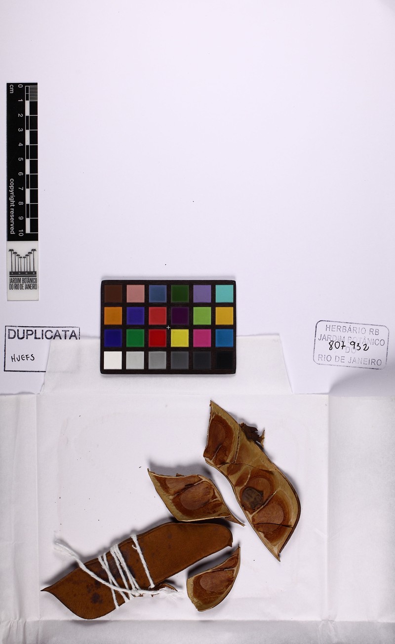 Paloue speciosa
