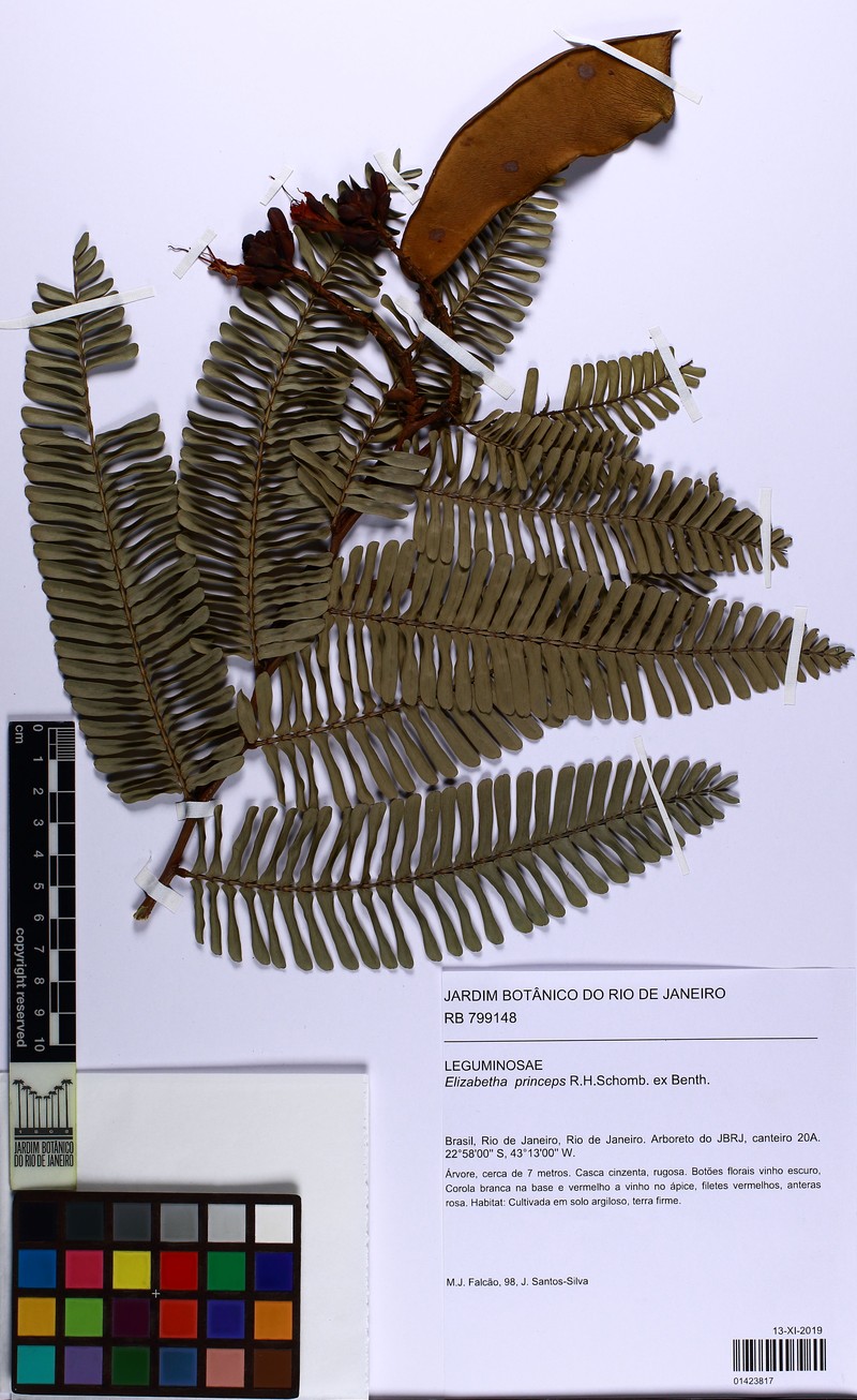 Paloue speciosa photo 2