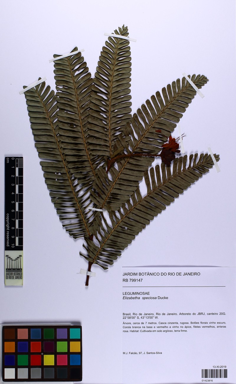 Paloue speciosa photo 3