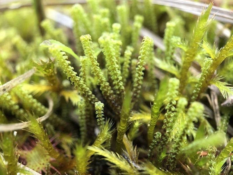 Angled Paludella Moss photo 2