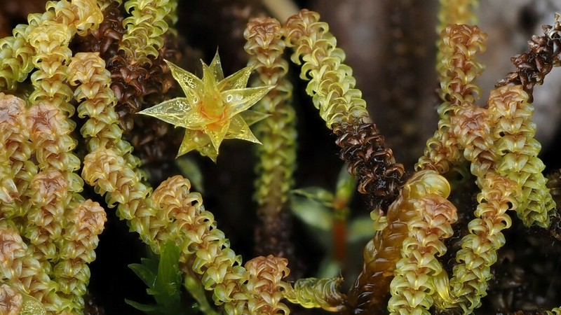 Angled Paludella Moss photo 3