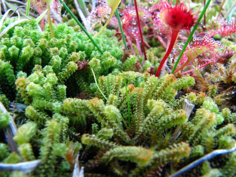 Angled Paludella Moss photo 4
