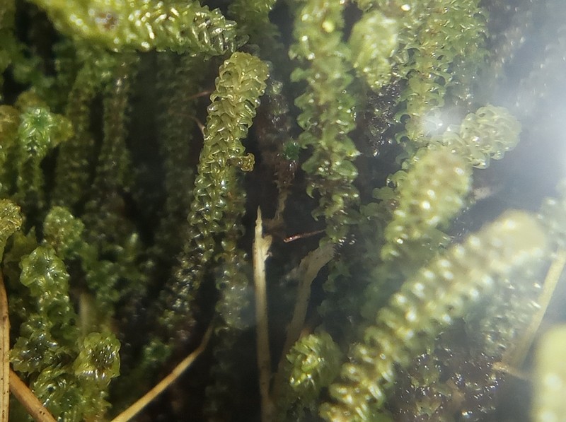 Angled Paludella Moss photo 5
