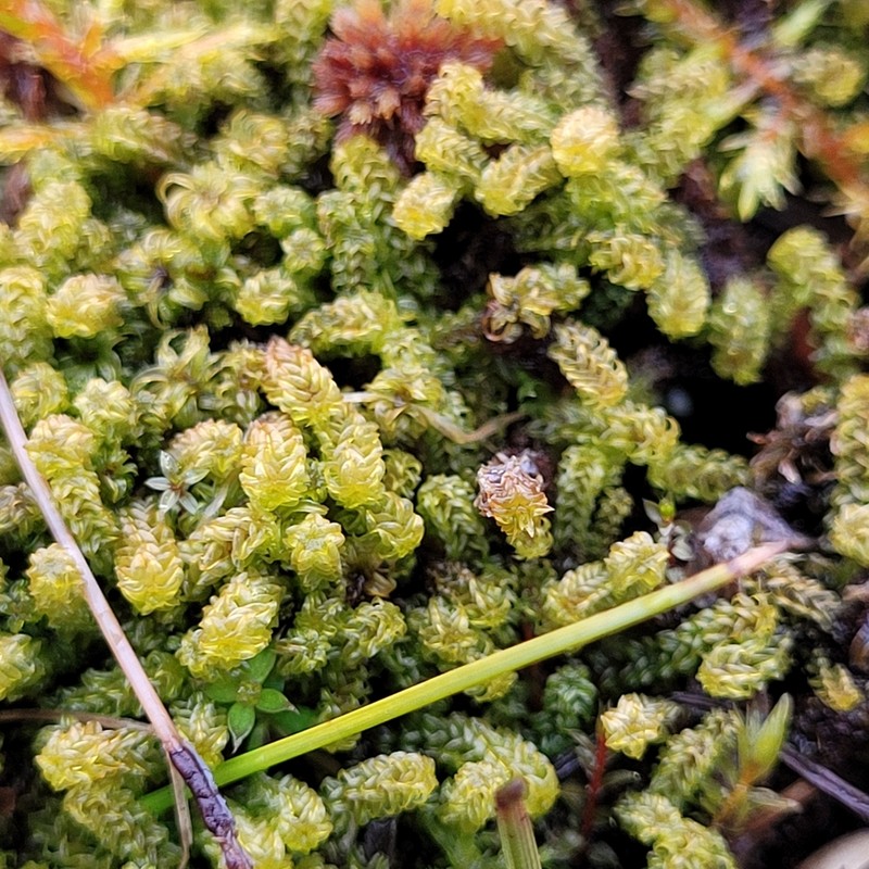 Angled Paludella Moss photo 6