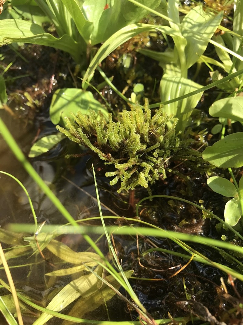 Angled Paludella Moss photo 7