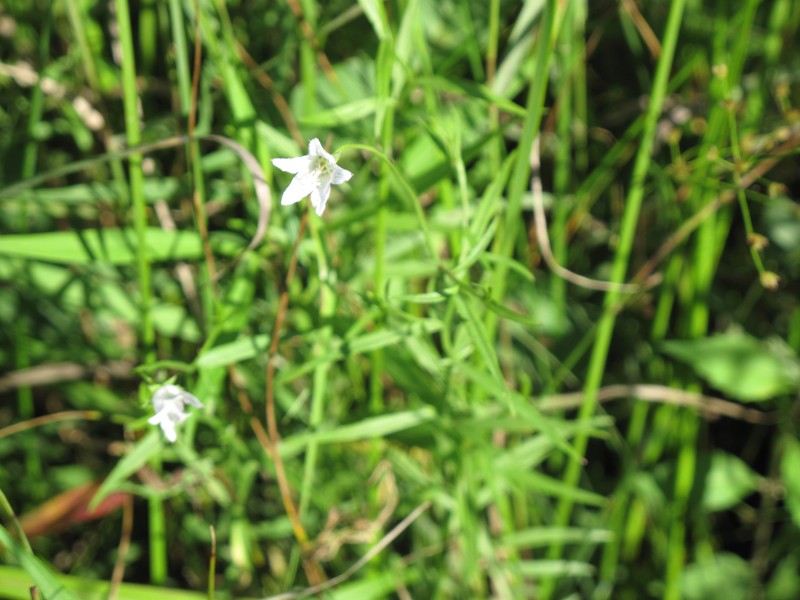 Marsh Bellflower