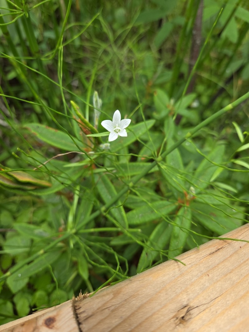 Marsh Bellflower photo 2