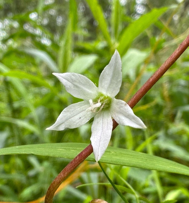 Marsh Bellflower photo 3